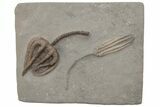 Fossil Crinoid Plate (Two Species) - Crawfordsville, Indiana #215818-1